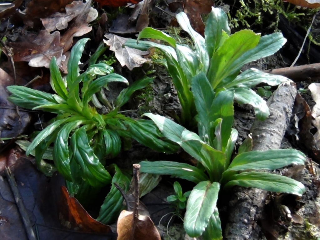RoseBay Willow Herb, Fire Weed, Chamerion angustifolium