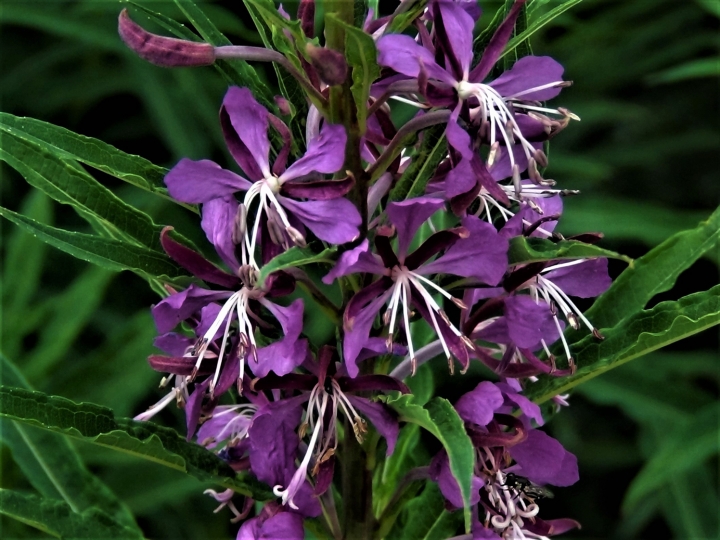 RoseBay Willow Herb, Fire Weed, Chamerion angustifolium