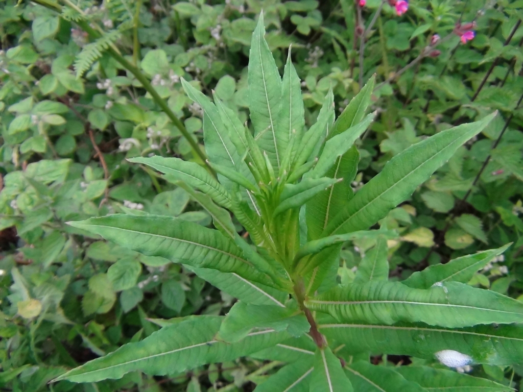 RoseBay Willow Herb, Fire Weed, Chamerion angustifolium