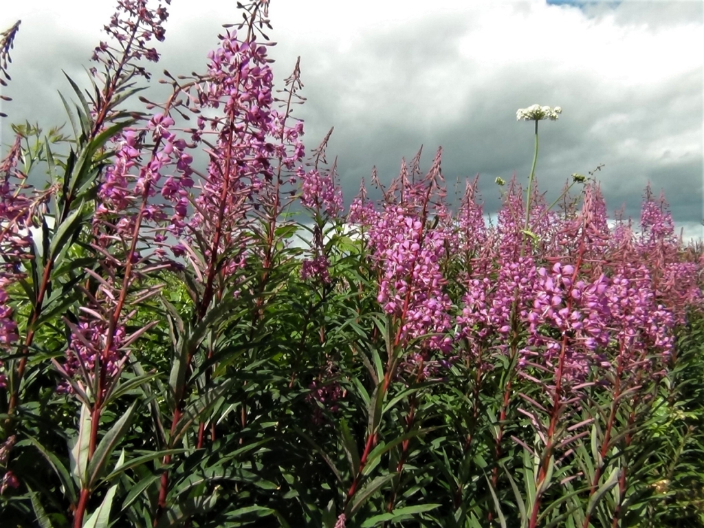 Rose-Bay Willow Herb, Fire Weed, Chamerion angustifolium