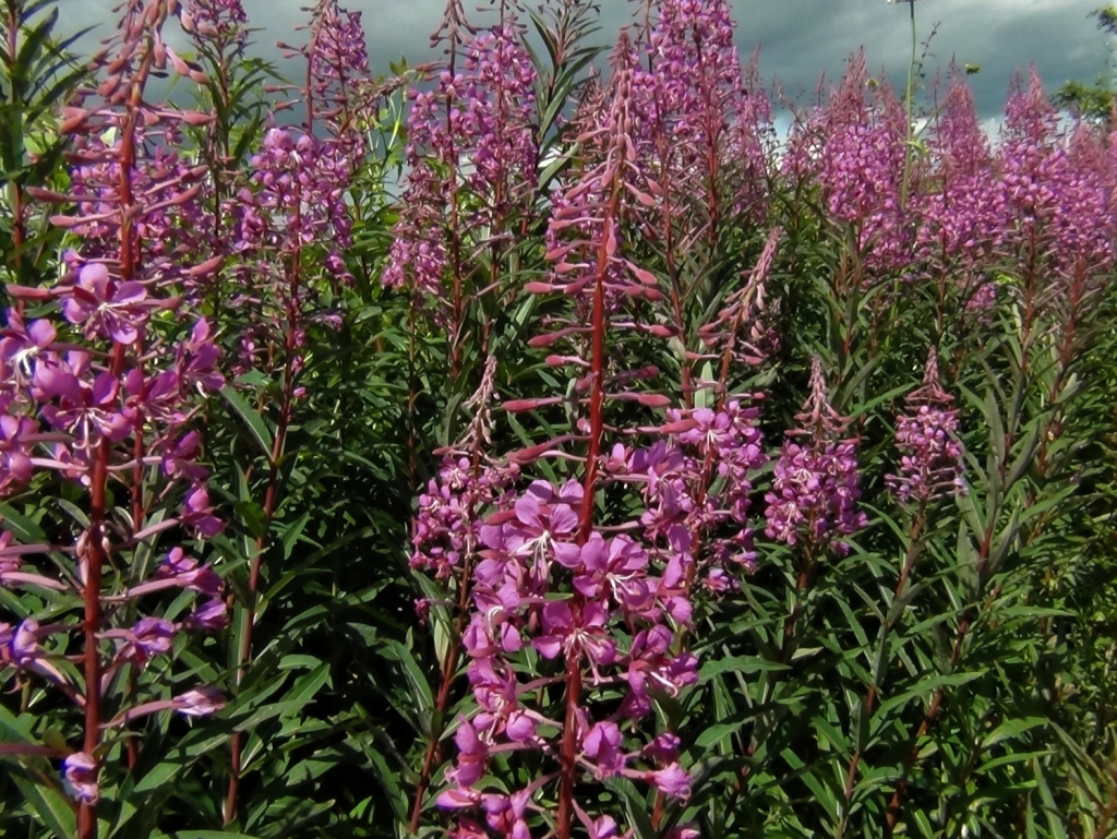 RoseBay Willow Herb, Fire Weed, Chamerion angustifolium