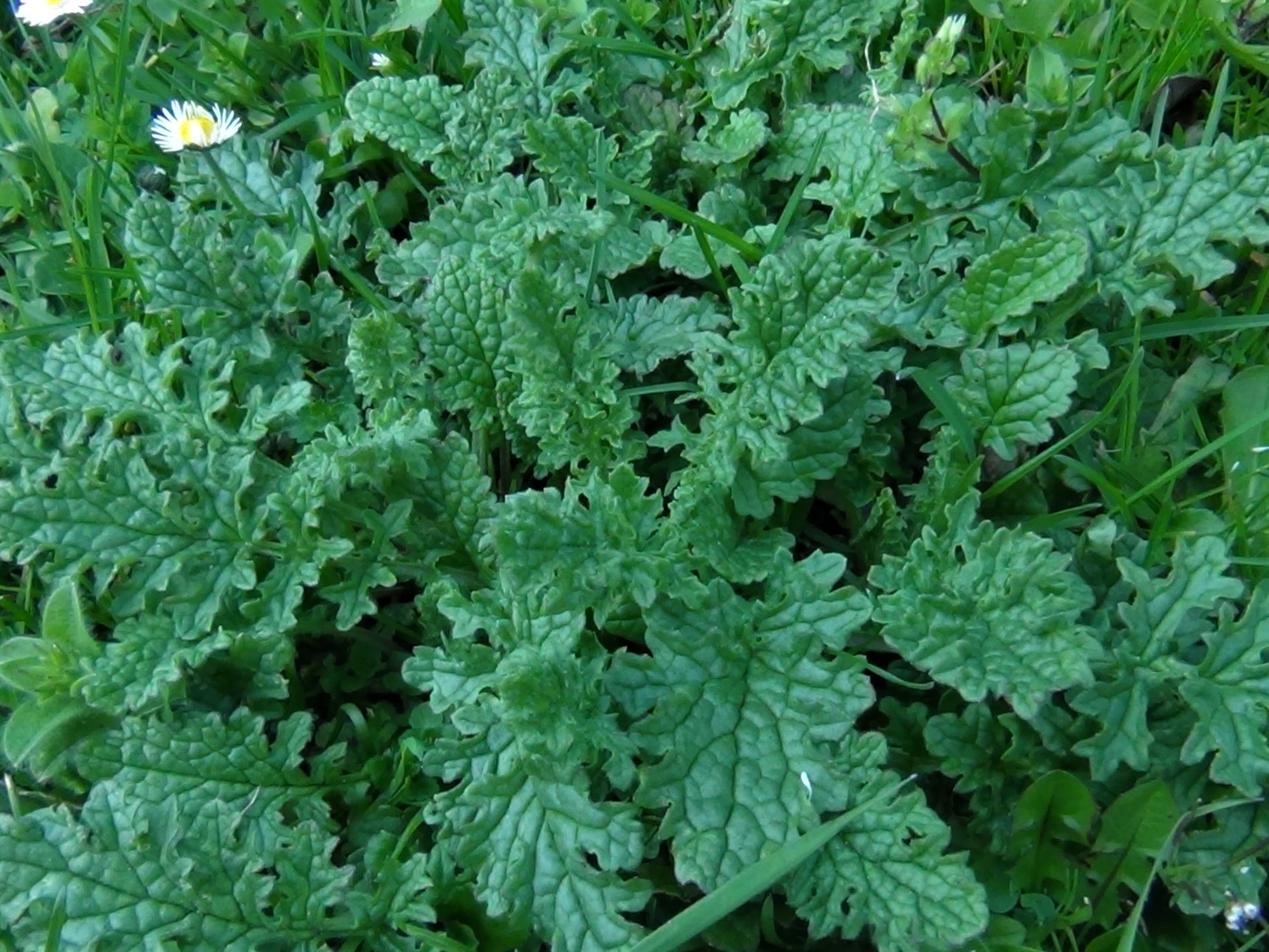 is ragwort poisonous to dogs