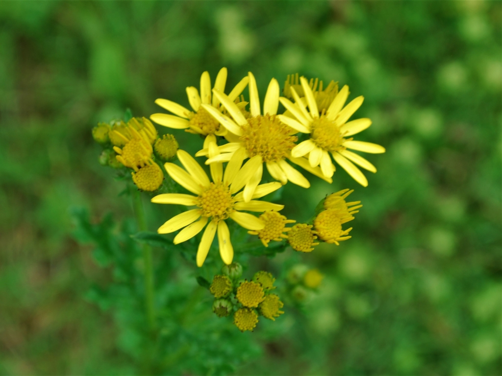 Ragwort , common ragwort, tansy ragwort, benweed, St. Jameswort