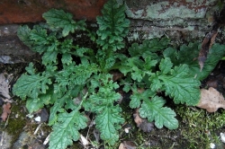 Ragwort