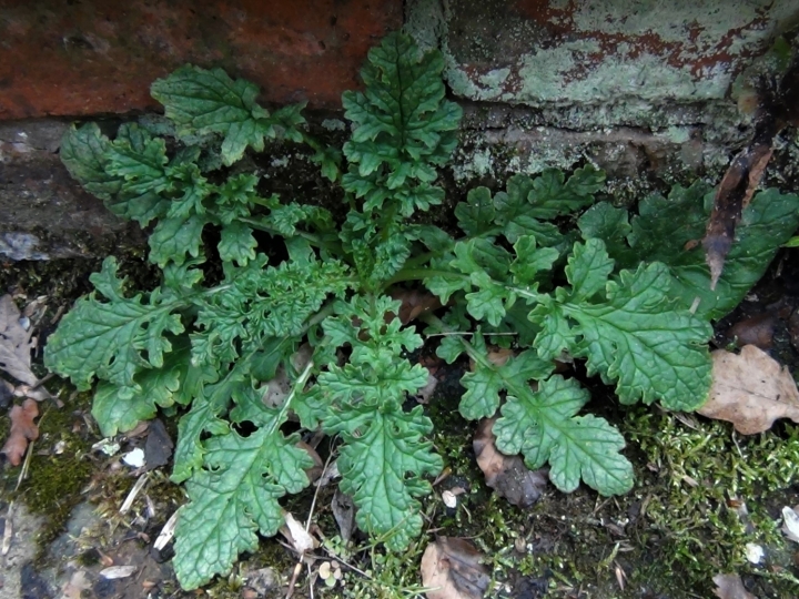 Ragwort - Wild Food UK