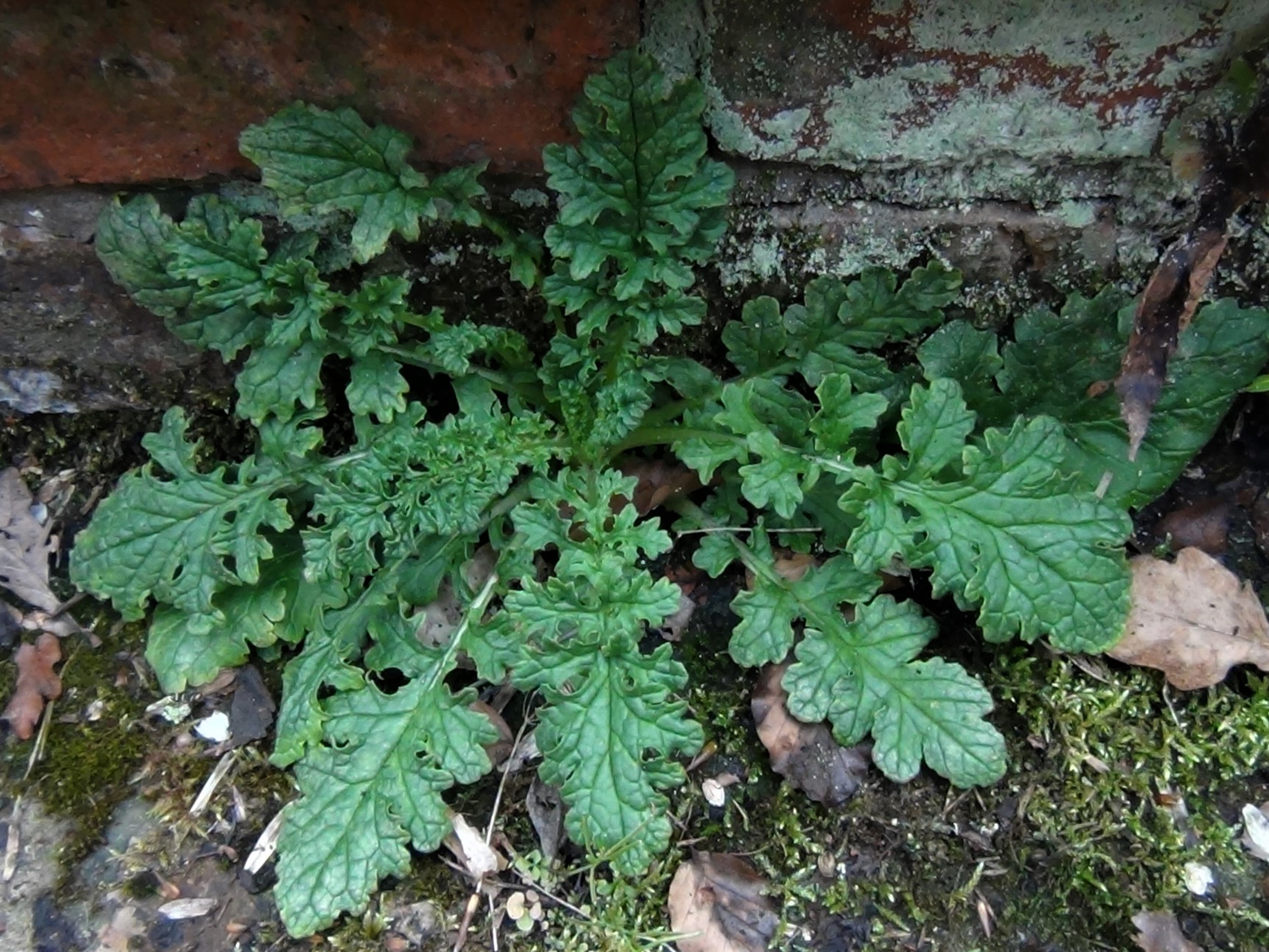 is ragwort poisonous to dogs