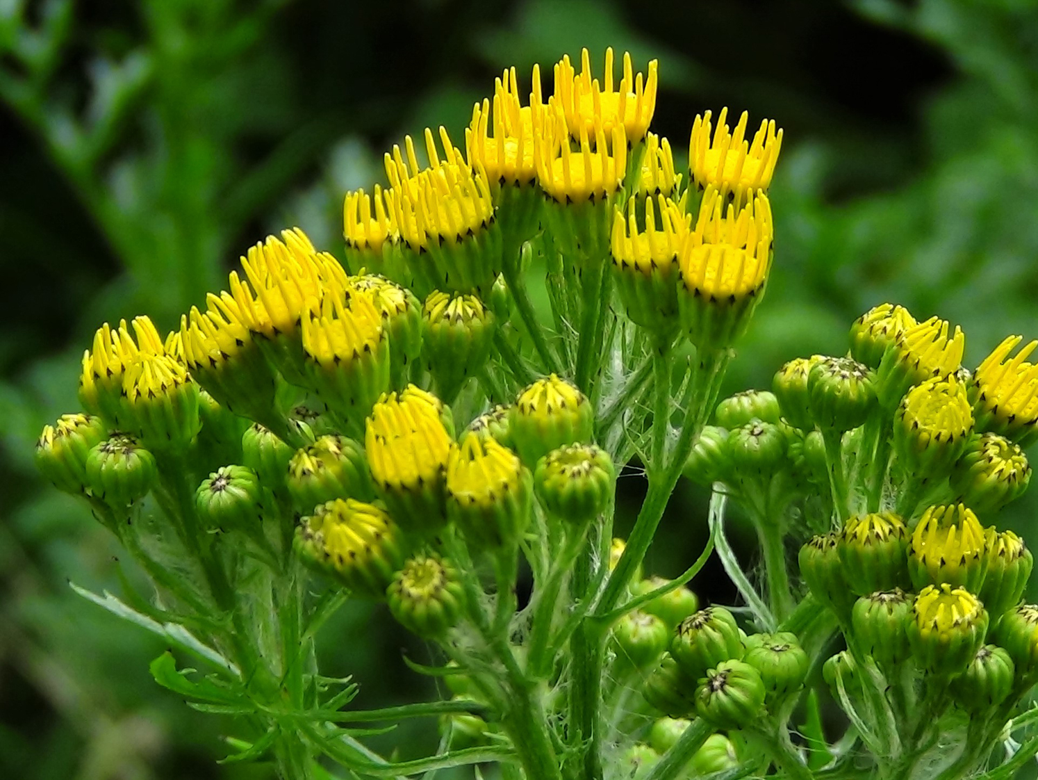 is ragwort poisonous to dogs