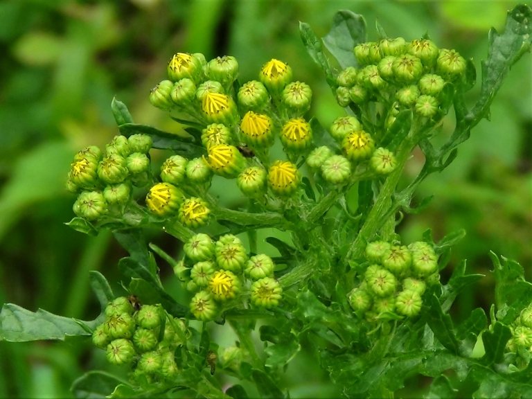 Ragwort - Wild Food UK