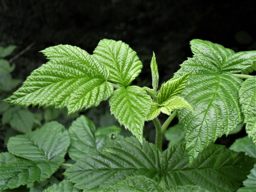 Wild Raspberry, Hindberry, Raspis, Rubus idaeus
