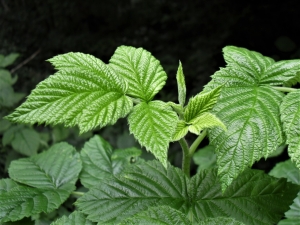 Primitive Raspberry Wild Raspberry - Wild Food UK