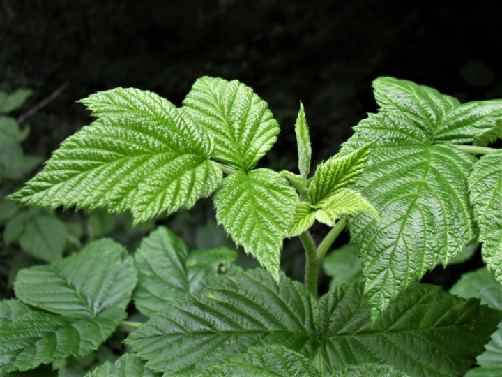 Wild Coast Raspberry Rip Wild Raspberry - Wild Food UK