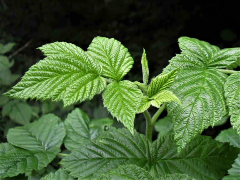 Wild Raspberry, Hindberry, Raspis, Rubus idaeus