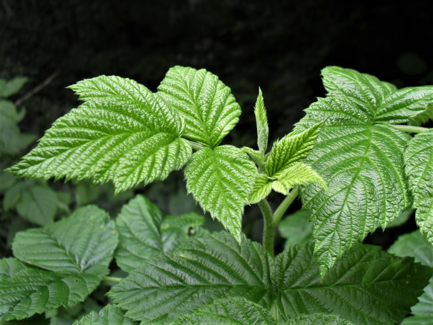 wild raspberry plant