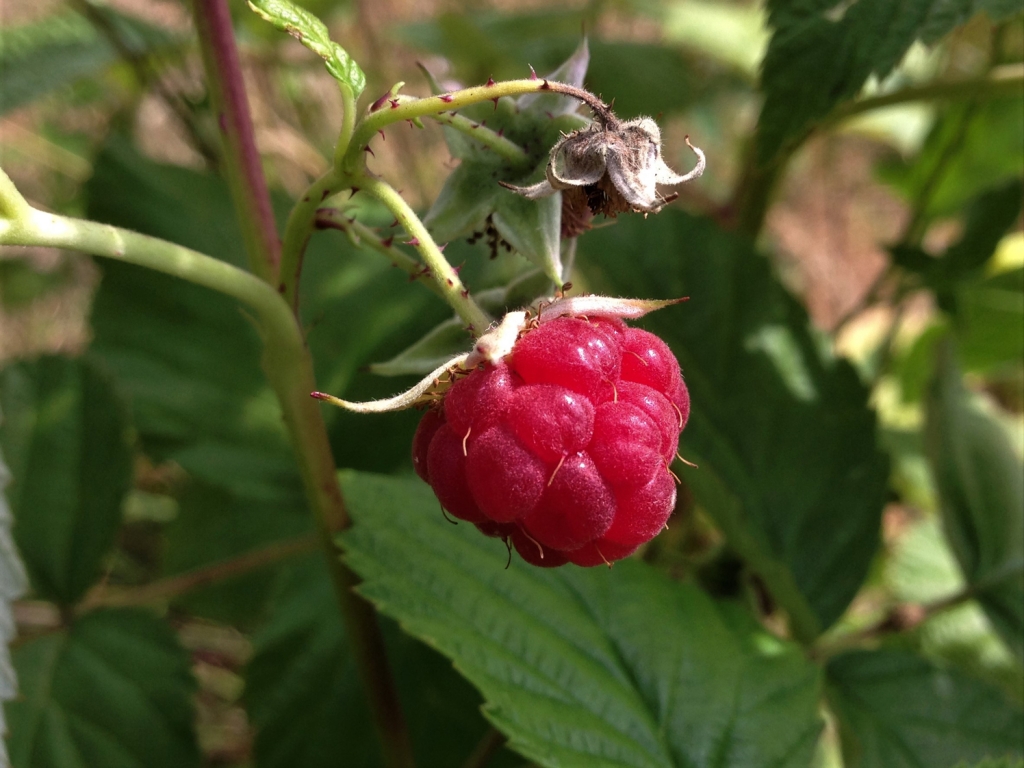 Wild Raspberry, Hindberry, Raspis, Rubus idaeus