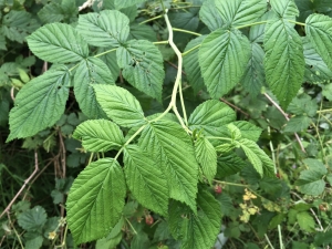Wild Coast Raspberry Rip Wild Raspberry - Wild Food UK