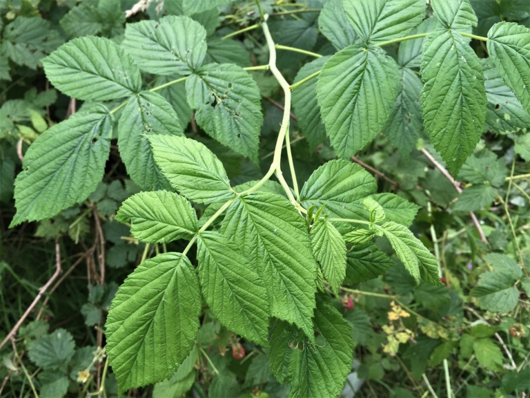 Wild Raspberry - Wild Food UK