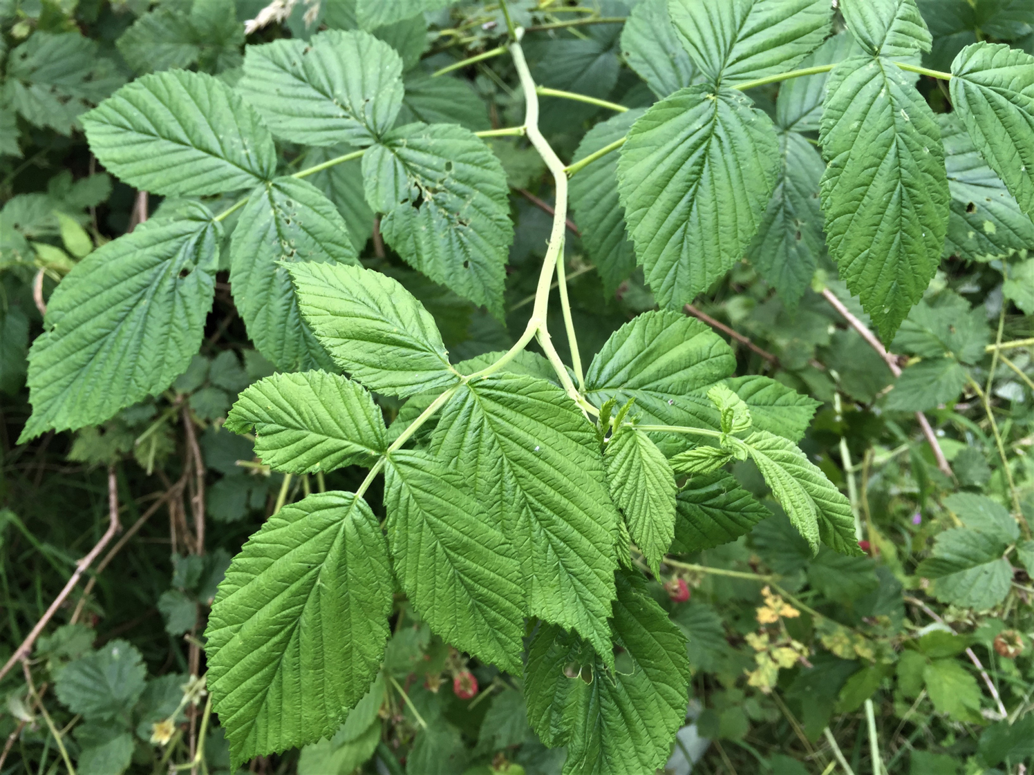 wild raspberry plant