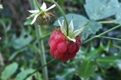 Wild Raspberry