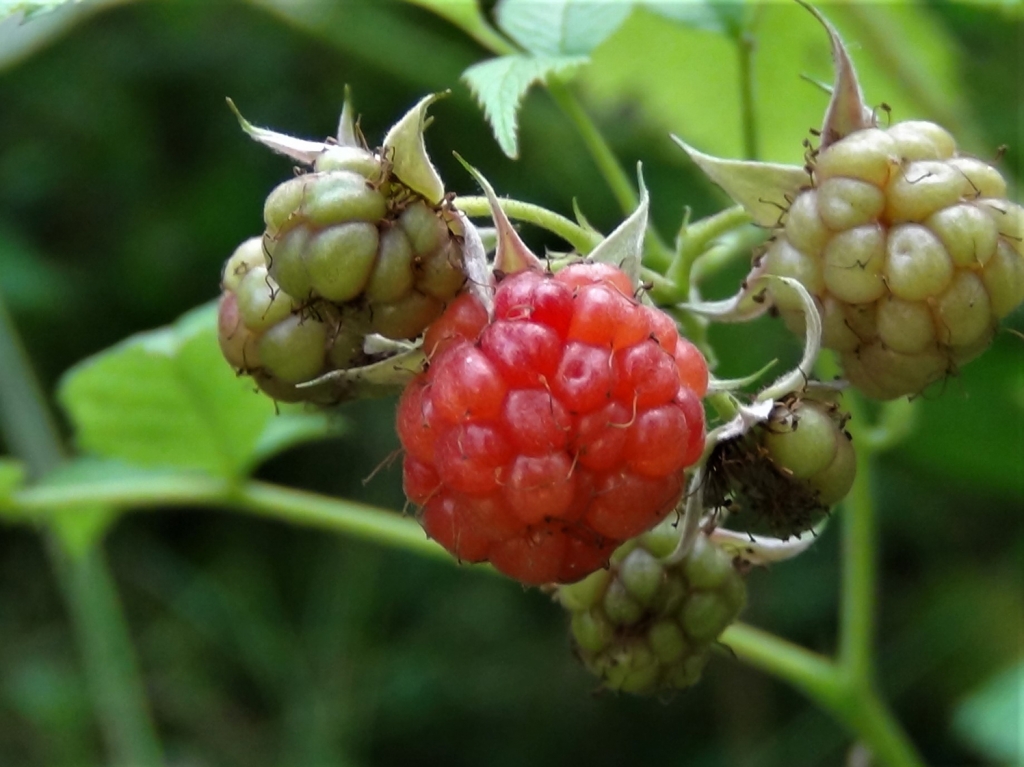 Wild Raspberry - Wild Food UK