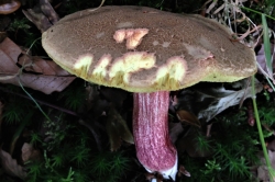 Red Cracking Bolete