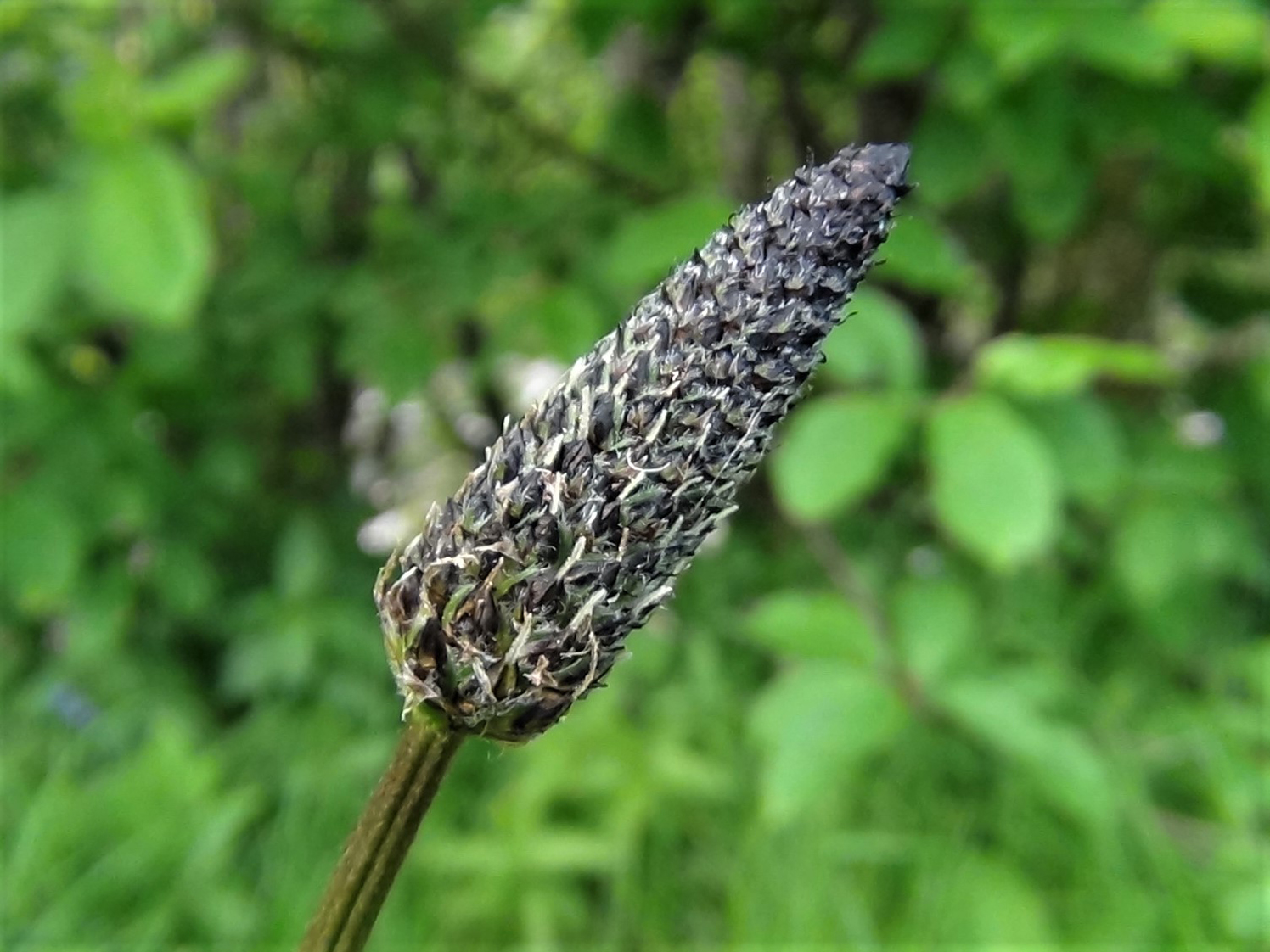 Image of Ribwort plantain seed head