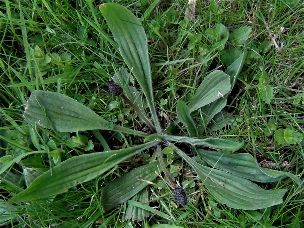 Ribwort Plantain, Narrow leaf Plantain, Plantago lanceolata