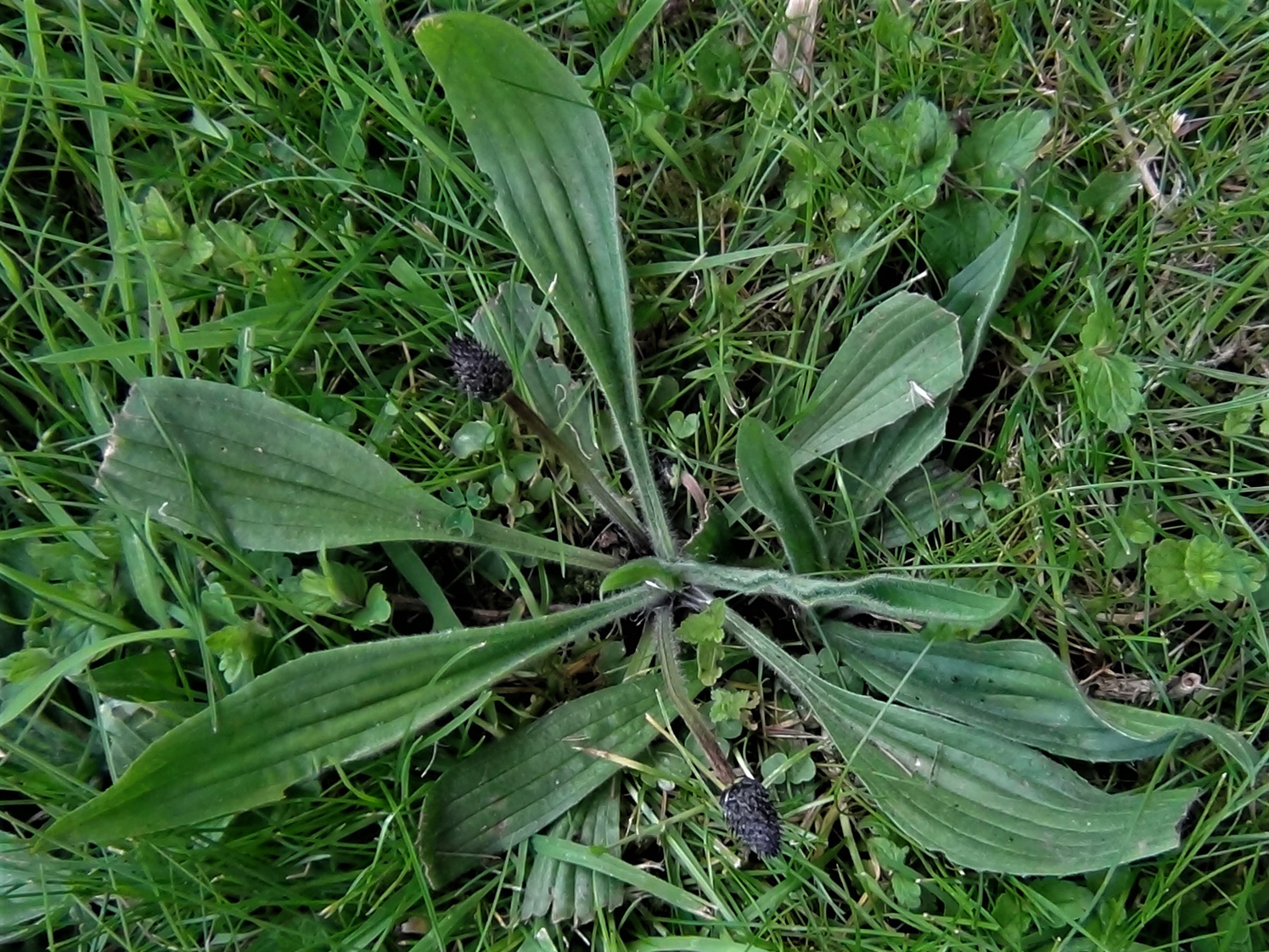 Image of Ribwort plantain leaf