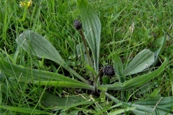 Ribwort Plantain