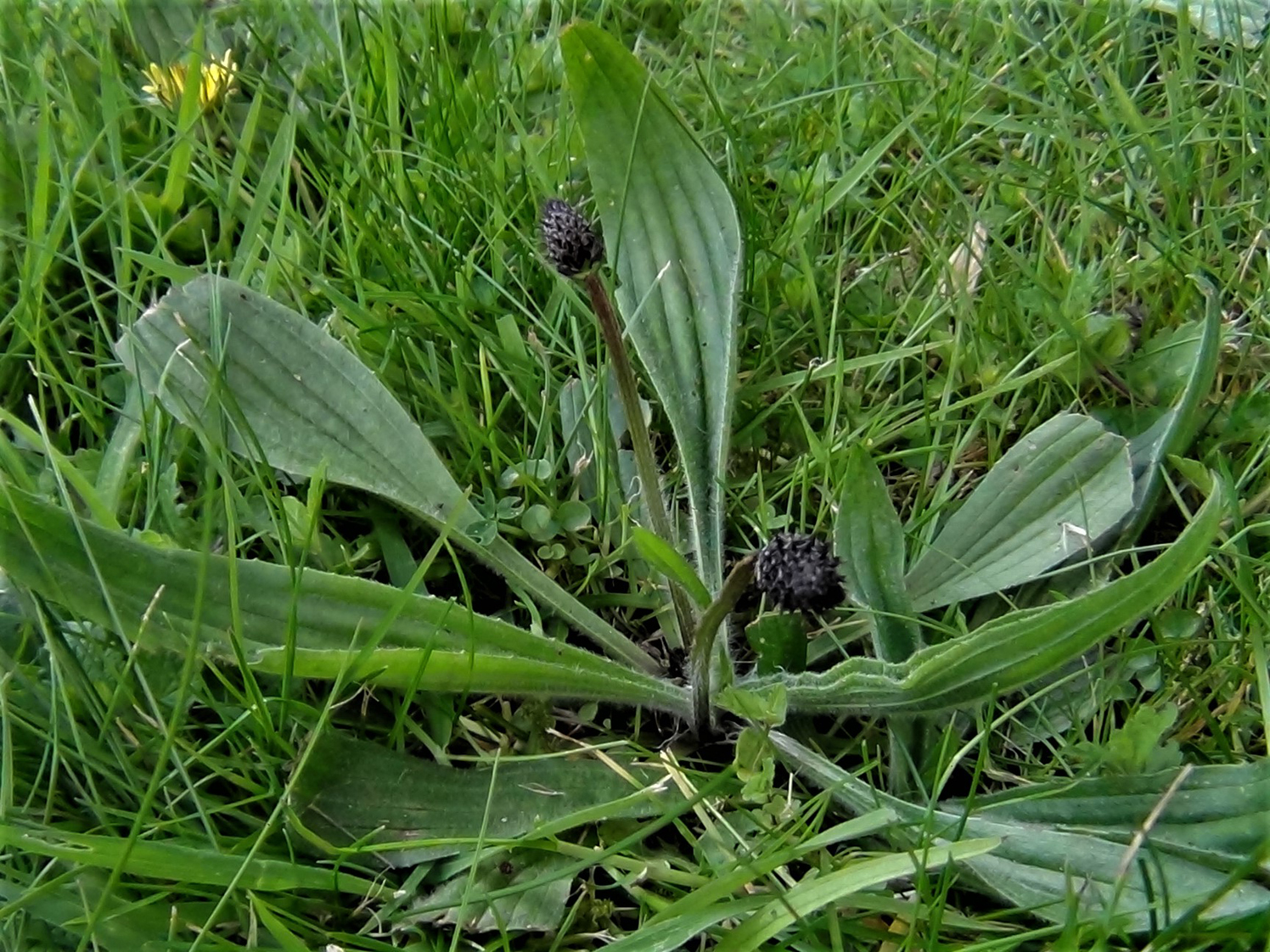 Image of Narrow leaf plantain leaves in meadow