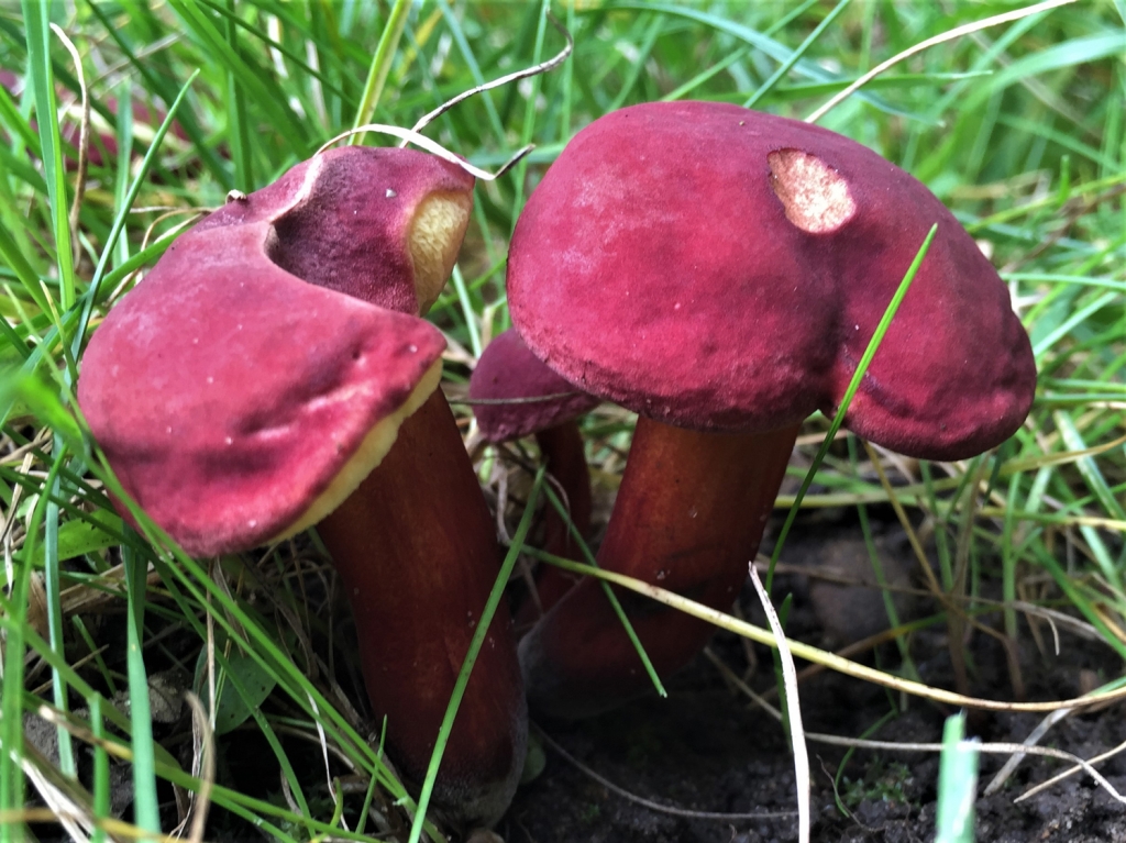 Ruby Bolete