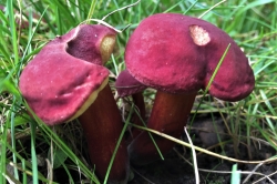 Ruby Bolete