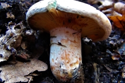 Saffron Milkcap