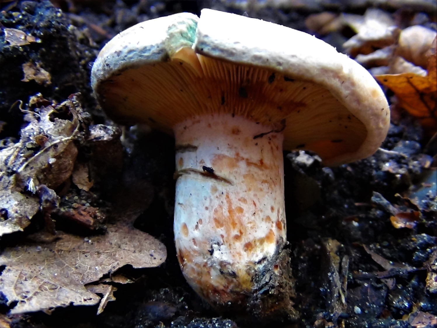 a beautiful day to do a bit of foraging in a pine forest : r/melbourne