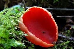 Scarlet Elfcup