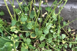 Scurvy Grass