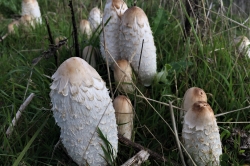 Shaggy Inkcap