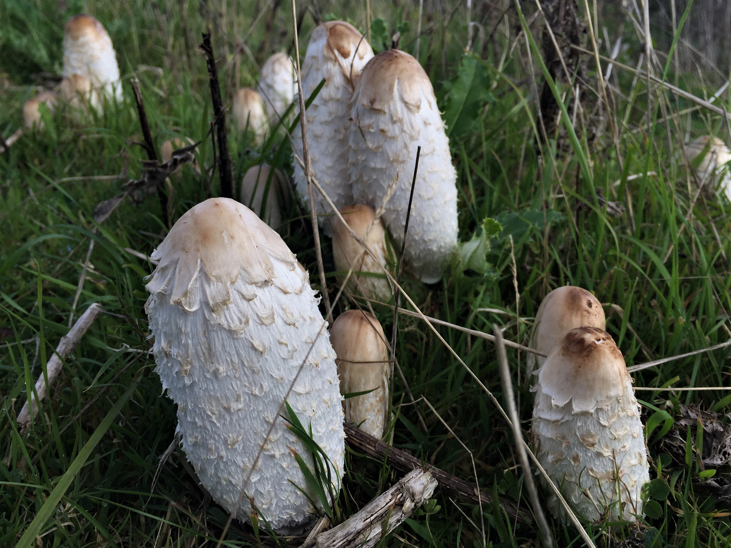 Shaggy Inkcap