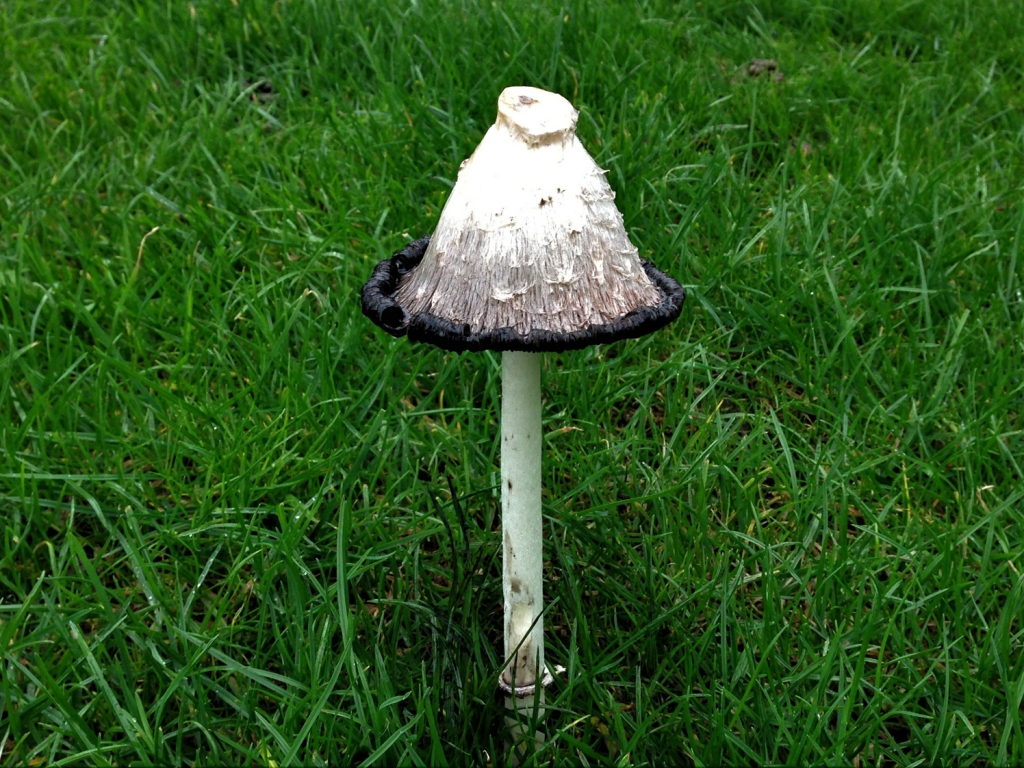 Shaggy Inkcap
