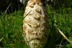 Cap