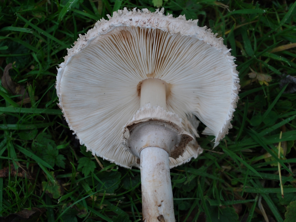 Shaggy Parasol