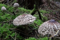 Shaggy Parasol