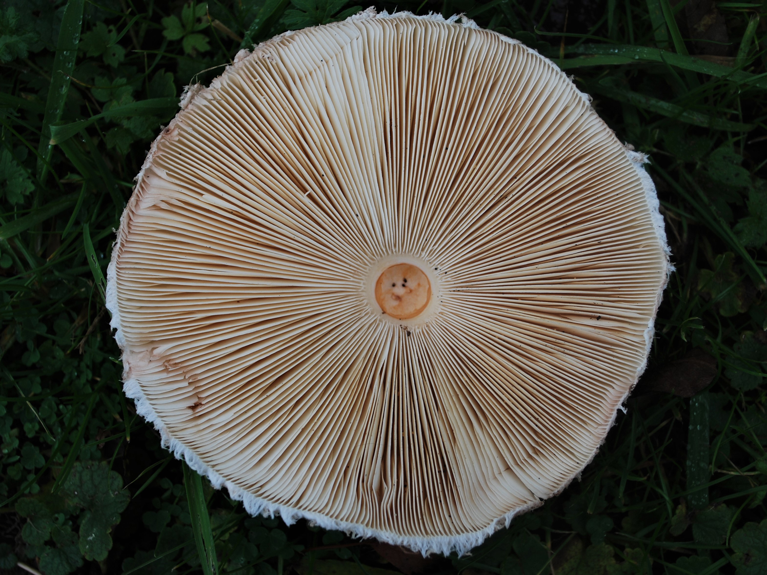 Shaggy Parasol Wild Food UK