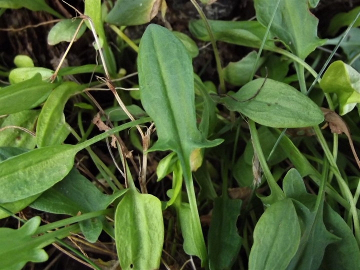 Sheeps Sorrel, Red Sorrel, Sourweed, Field Sorrel, Rumex acetosella
