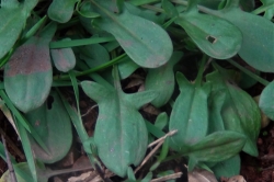 Sheep's Sorrel