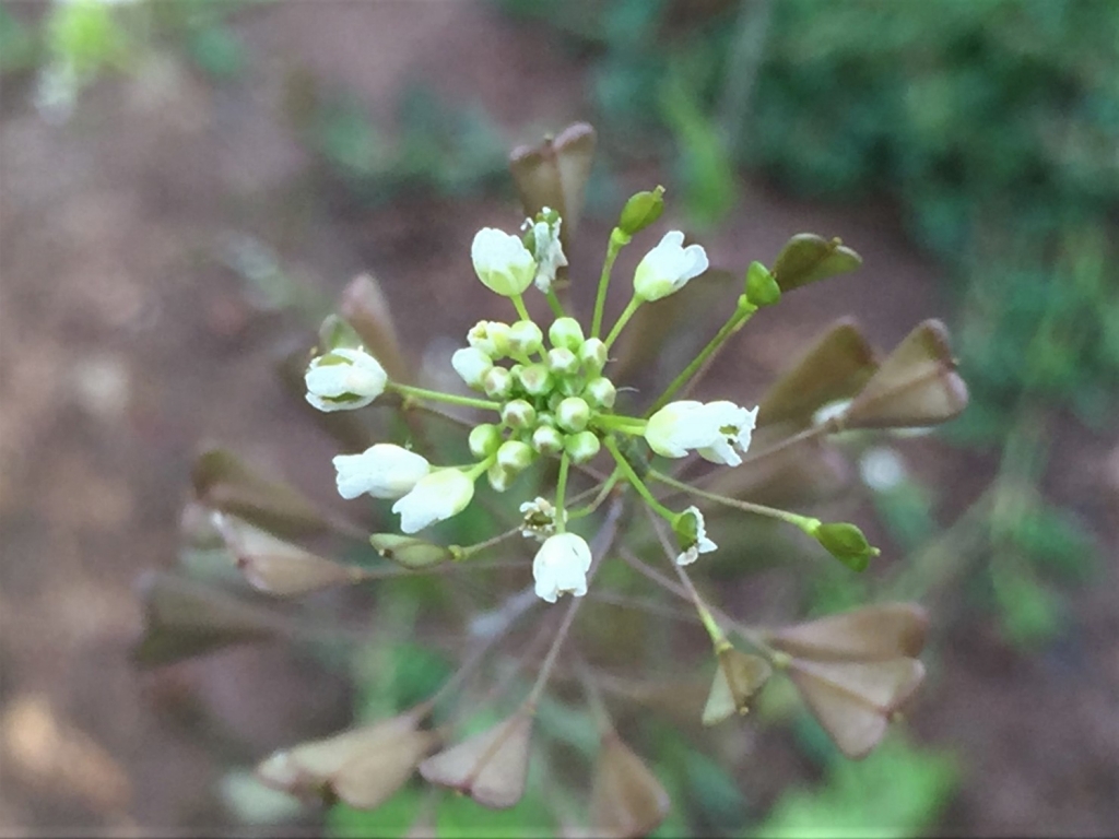 Shepherds Purse, Capsella bursapastoris