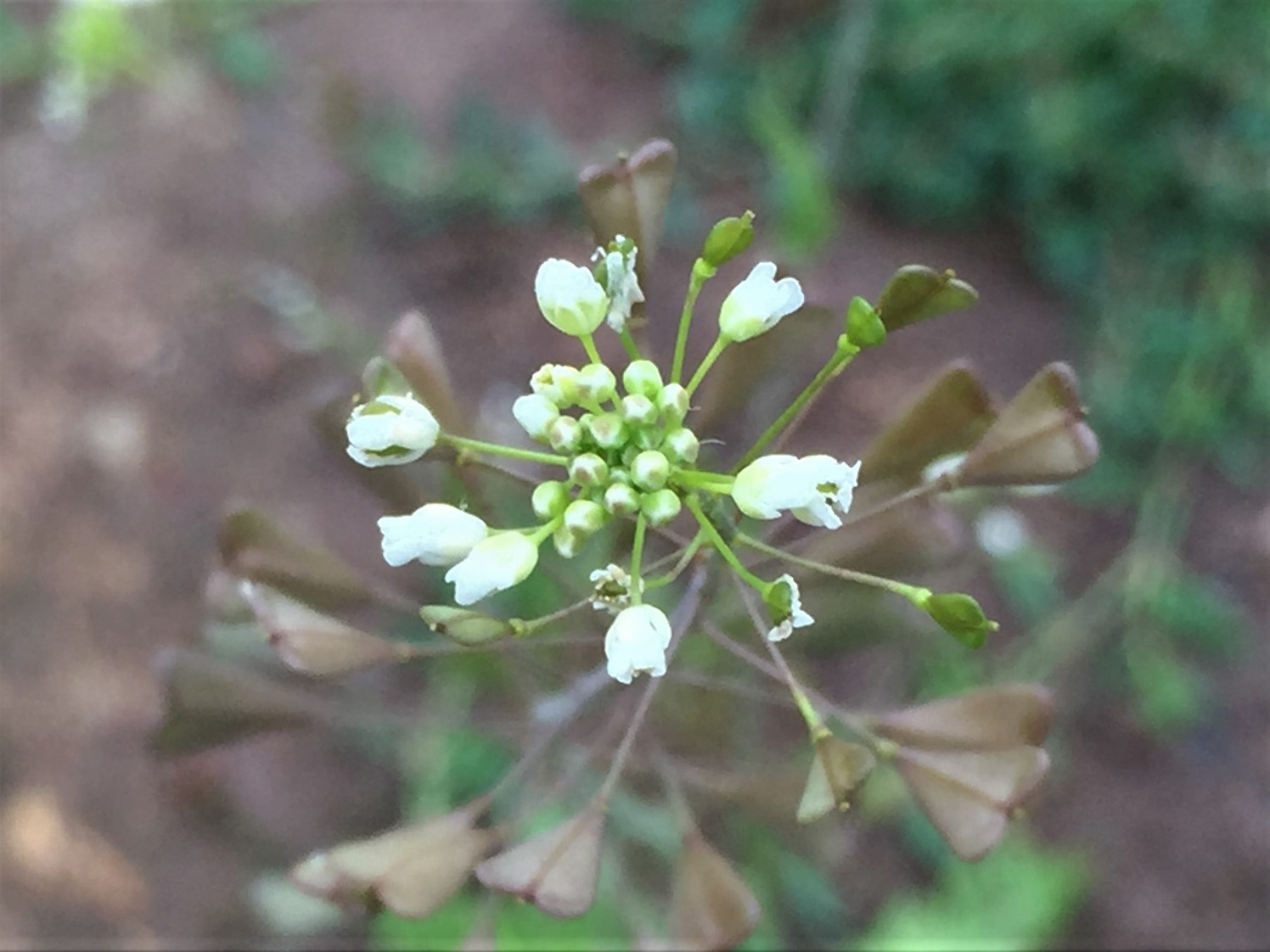 Artwork of Shepherd's Purse plant - Stock Image - B640/0034 - Science Photo  Library