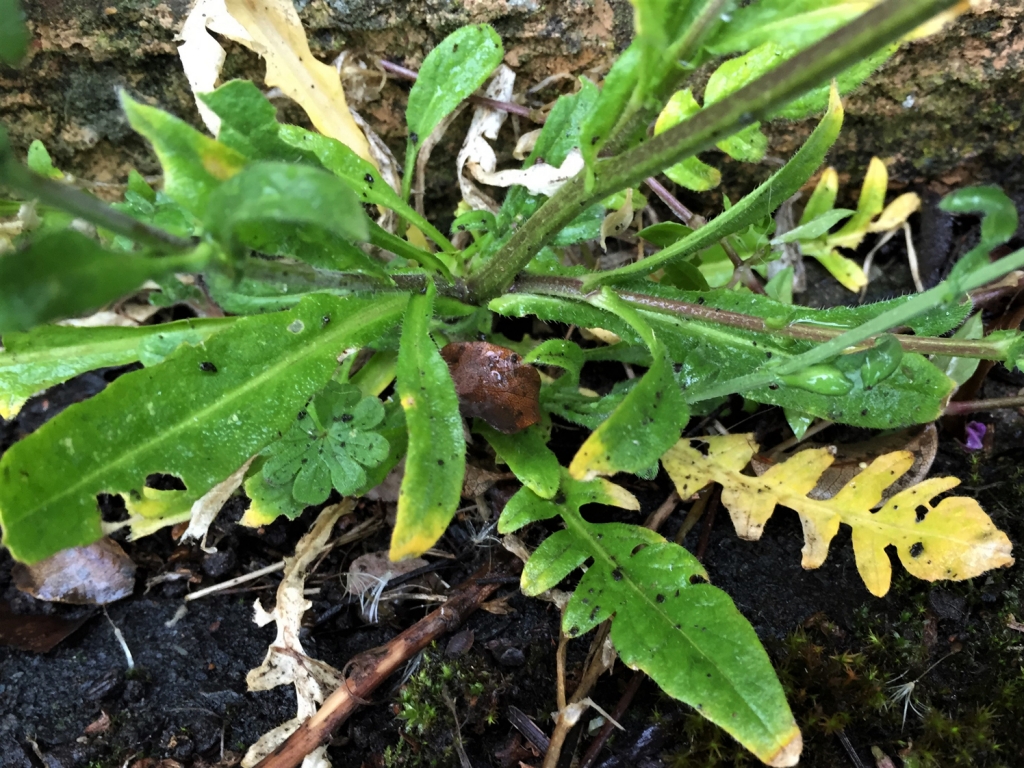 Shepherds Purse, Capsella bursapastoris