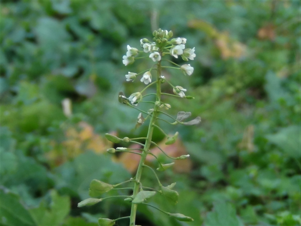 Shepherds Purse, Capsella bursapastoris