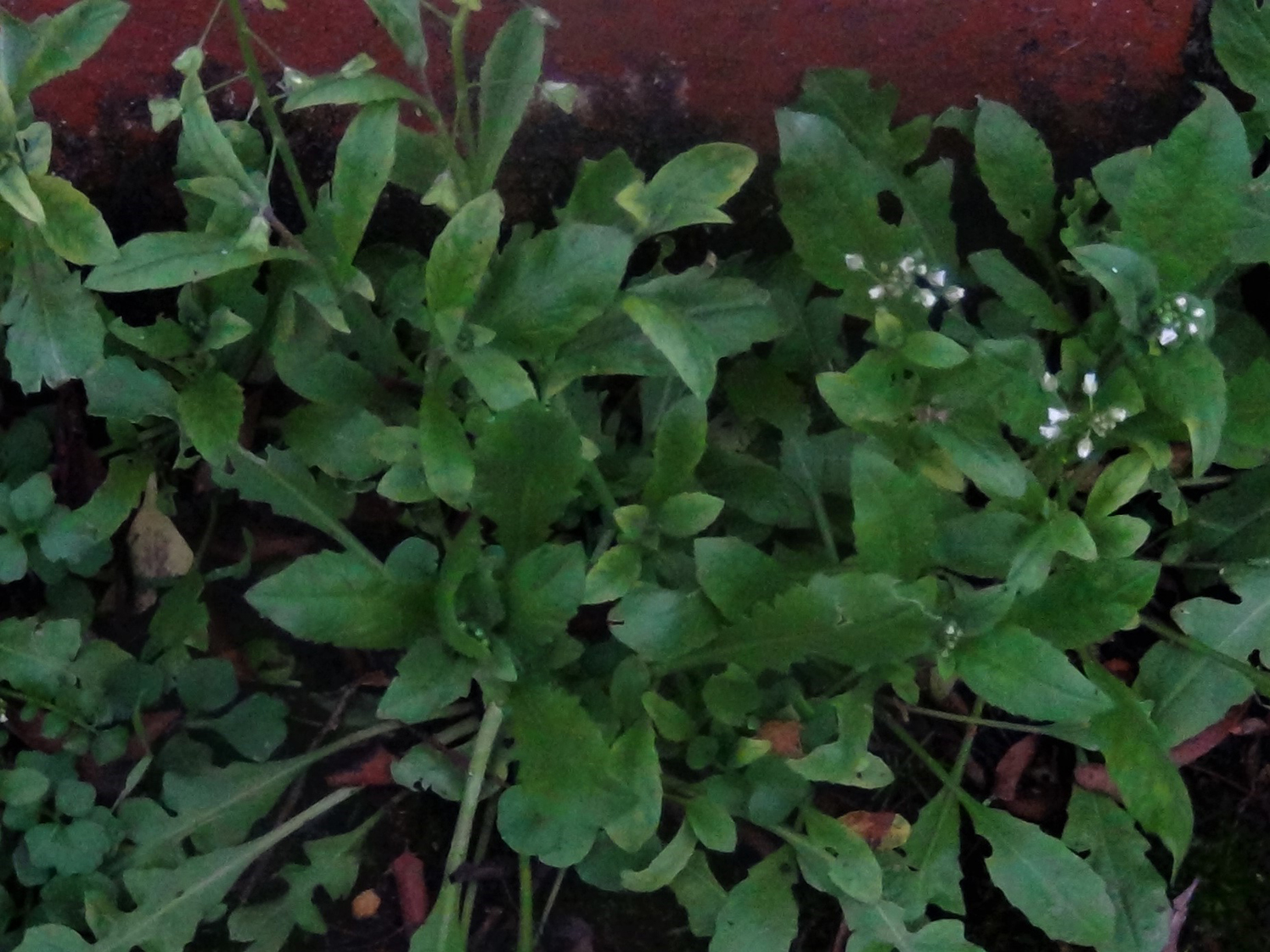 Shepherd's Purse – Capsella bursa-pastoris (Brassicaceae) | Opinicon  Natural History