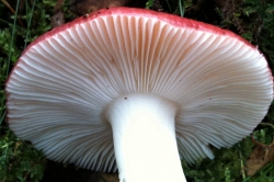 Gills